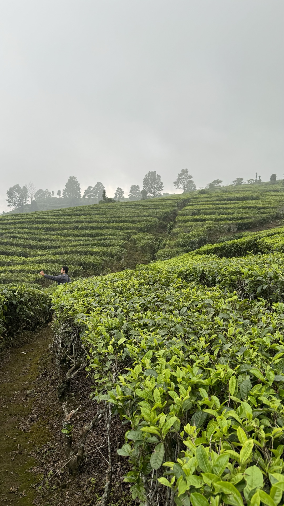 Tea Plantation